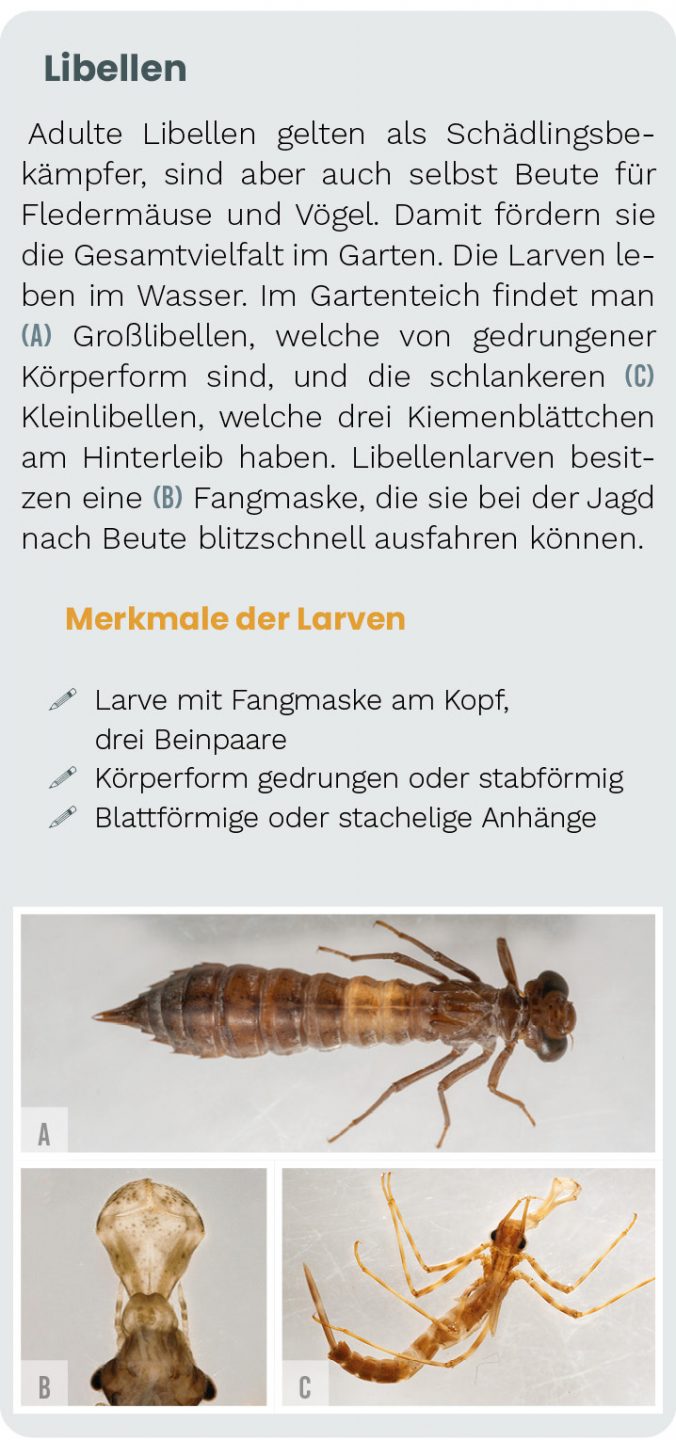 Die Unterwasserwelt im Gartenteich 5