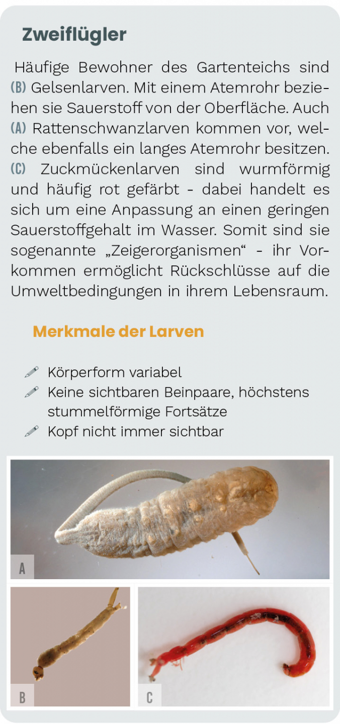 Die Unterwasserwelt im Gartenteich 7